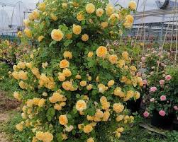 Climbing Vine Rose Flower Seeds🌹